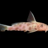 Synodontis Petricola Pink (Synodontis petricola VAR) for Sale Canada | Rare Catfish