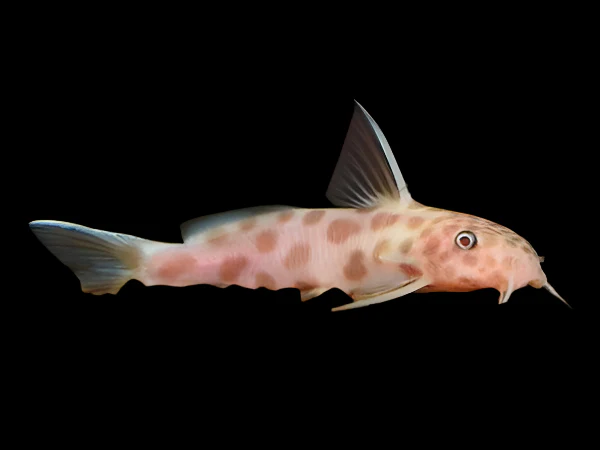 Synodontis Petricola Pink (Synodontis petricola VAR) for Sale Canada | Rare Catfish
