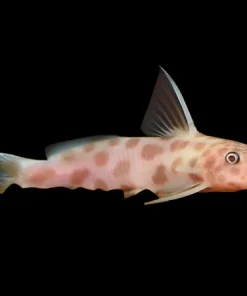 Synodontis Petricola Pink Canada | Buy Pink Petricola Catfish Online