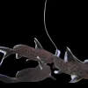 Synodontis Petricola (Synodontis petricola) for Sale Canada | African Catfish