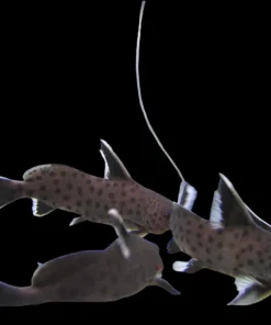 Synodontis Petricola (Synodontis petricola) for Sale Canada | African Catfish