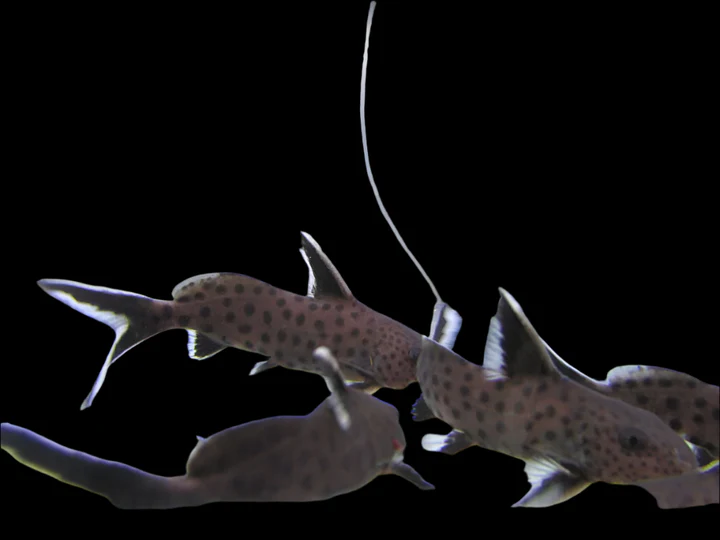 Synodontis Petricola (Synodontis petricola) for Sale Canada | African Catfish