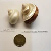 Hermit Crab Shell Mixed Polished Small 1.50"–1.75" 2 Pack Canada | Natural Replacement Shells