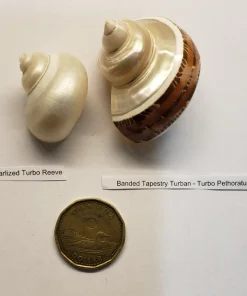 Hermit Crab Shell Mixed Polished Small 1.50"–1.75" 2 Pack Canada | Natural Replacement Shells