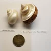 Hermit Crab Shell Mixed Polished XSM 1"–1.5" 2 Pack Canada | Replacement Hermit Crab Shells