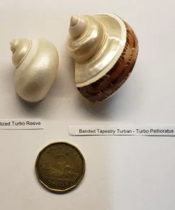 Hermit Crab Shell Mixed Polished XSM 1"–1.5" 2 Pack Canada | Replacement Hermit Crab Shells