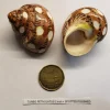 Hermit Crab Shell Spotted Medium 1.75"–2.25" Single Pack Canada | Natural Crab Shell