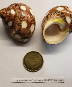 Hermit Crab Shell Spotted Medium 1.75"–2.25" Single Pack Canada | Natural Crab Shell
