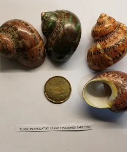 Hermit Crab Shell Tapestry Medium 1.75"–2.25" Single Pack Canada | Natural Replacement Shell