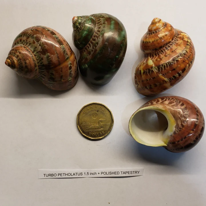 Hermit Crab Shell Tapestry Medium 1.75"–2.25" Single Pack Canada | Natural Replacement Shell