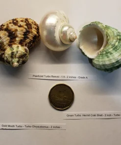 Hermit Crab Shell Mixed Turbo Green Brown Pearl 3 Pack Canada | Replacement Shells