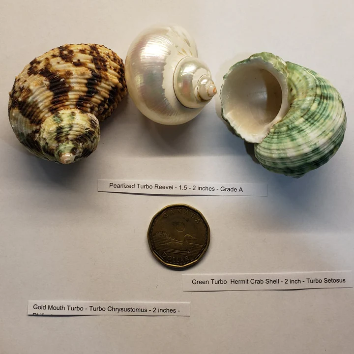 Hermit Crab Shell Mixed Turbo Green Brown Pearl 3 Pack Canada | Replacement Shells