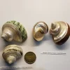 Hermit Crab Shell Mixed Banded Medium 1.75"–2.25" 2 Pack Canada | Natural Replacement Shells