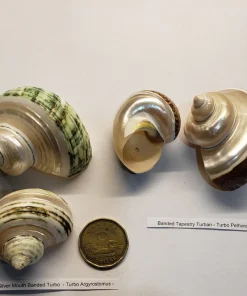 Hermit Crab Shell Mixed Banded Medium 1.75"–2.25" 2 Pack Canada | Natural Replacement Shells