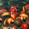 Assorted Racer Nerite Snails (Vittina waigiensis) for Sale Canada | Aquarium Algae Cleaner