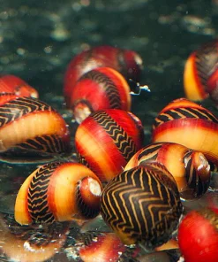 Assorted Racer Nerite Snail (Vittina waigiensis) For Sale Canada | Premium Algae Eater