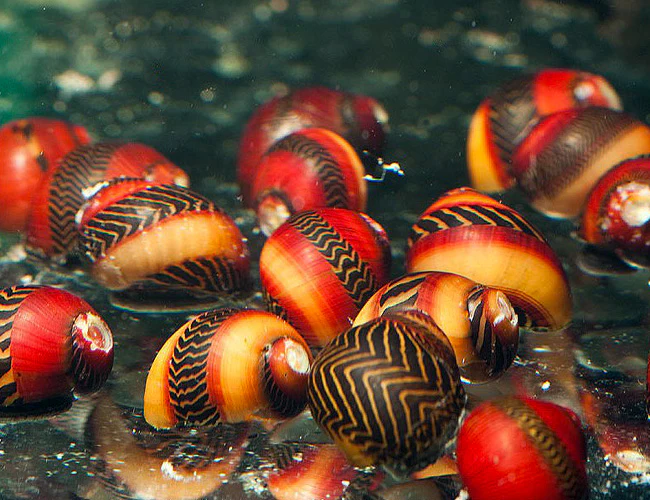 Assorted Racer Nerite Snail (Vittina waigiensis) For Sale Canada | Premium Algae Eater