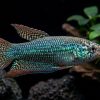 Sparkling Gourami (Trichopsis pumila) for Sale Canada | Nano Freshwater Aquarium Fish