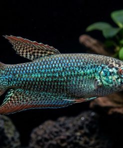 Sparkling Gourami (Trichopsis pumila) for Sale Canada | Nano Freshwater Aquarium Fish