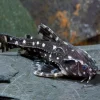 Spotted Raphael Catfish (Agamyxis pectinifrons) for Sale Canada | Talking Catfish