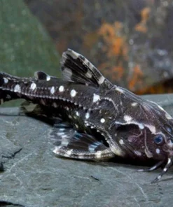 Spotted Raphael Catfish (Agamyxis pectinifrons) for Sale Canada | Talking Catfish