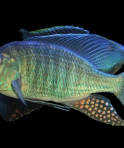 TAENOLETHRINOPS PRAORBITALIS 8" MALE