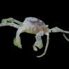 Thai Micro Crab (Limnopilos naiyanetri) for Sale Canada | Rare Nano Freshwater Crab