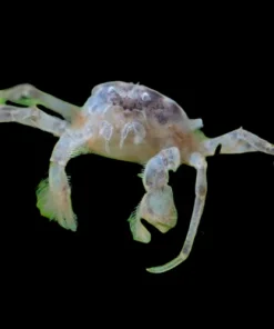 Thai Micro Crab (Limnopilos naiyanetri) for Sale Canada | Rare Nano Freshwater Crab