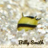 Thorny Zebra Nerite Snail (Neritina sp.) for Sale Canada | Rare Aquarium Snail