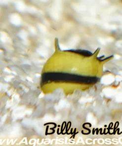 Thorny Zebra Nerite Snail (Neritina sp.) for Sale Canada | Rare Aquarium Snail