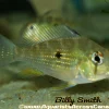 Threadfin Geophagus Acarichthys heckelii for Sale in Canada