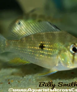 Threadfin Geophagus Acarichthys heckelii for Sale in Canada