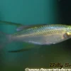 Threadfin Rainbow (Iriatherina werneri) 1.25" For Sale Canada | Elegant Nano Fish