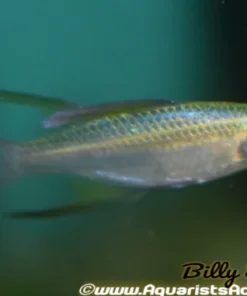 Threadfin Rainbow (Iriatherina werneri) 1.25" For Sale Canada | Elegant Nano Fish