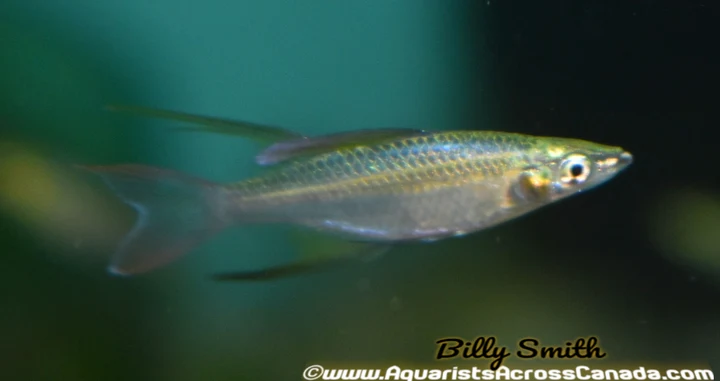 Threadfin Rainbow (Iriatherina werneri) 1.25" For Sale Canada | Elegant Nano Fish