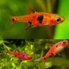 THREE SPOT (DWARF RASBORA) (Rasbora maculata)