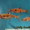 Three Spot Dwarf Rasbora (Rasbora maculata) For Sale Canada | Nano Aquarium Fish