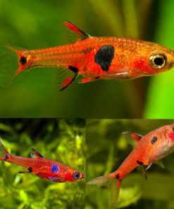 THREE SPOT (DWARF RASBORA) (Rasbora maculata)