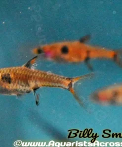 Three Spot Dwarf Rasbora (Rasbora maculata) For Sale Canada | Nano Aquarium Fish