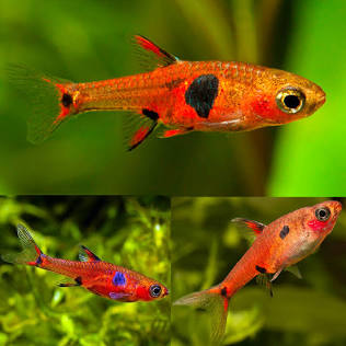 THREE SPOT (DWARF RASBORA) (Rasbora maculata)