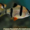 Tiger Barb (Puntigrus tetrazona) 2402 For Sale Canada | Active Schooling Fish