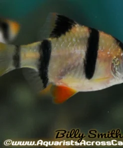 Tiger Barb (Puntigrus tetrazona) 2402 For Sale Canada | Active Schooling Fish