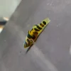 Tiger Bumblebee Goby (Brachygobius sp. "Ozelot") for Sale Canada | Rare Nano Aquarium Fish