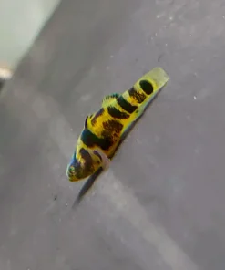 Tiger Bumblebee Goby (Brachygobius sp. "Ozelot") for Sale Canada | Rare Nano Aquarium Fish