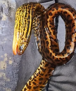 Tiger Moray Eel for Sale in Canada | Buy Gymnothorax polyuranodon