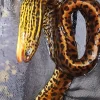 Tiger Moray Eel (Gymnothorax polyuranodon) for Sale Canada | Freshwater Moray Eel