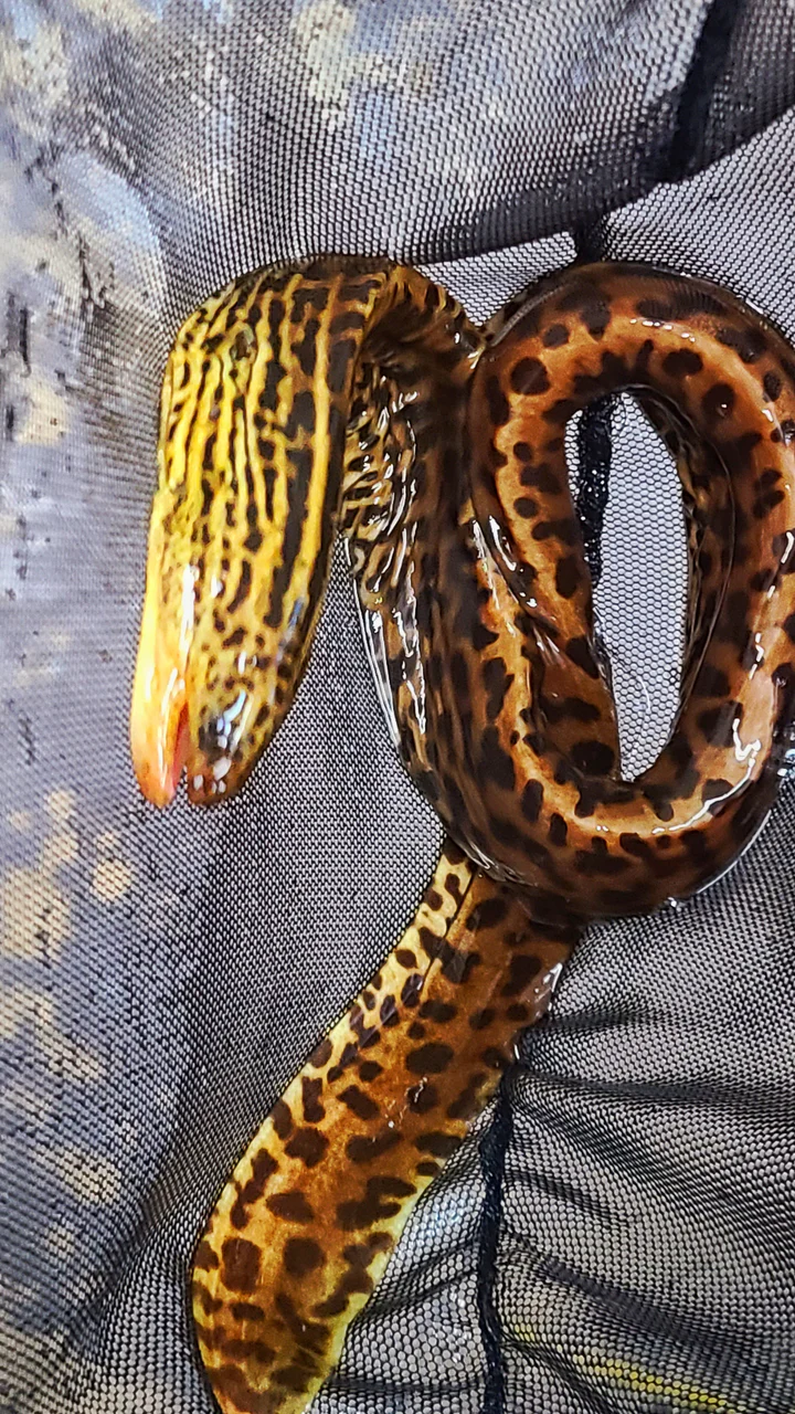 Tiger Moray Eel (Gymnothorax polyuranodon) for Sale Canada | Rare Freshwater & Brackish Moray