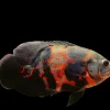 Tiger Oscar 2" for Sale in Canada | Astronotus ocellatus