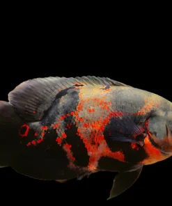 Tiger Oscar 2" for Sale in Canada | Astronotus ocellatus