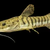 Tiger Shovelnose Catfish (Pseudoplatystoma fasciatum) for Sale Canada | Monster Catfish